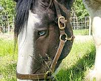 blue-clydesdale-horse