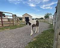 flashy-miniature-horse