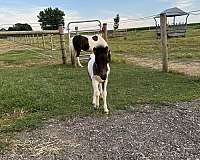 halter-miniature-horse