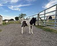 kid-safe-miniature-horse