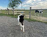 halter-filly