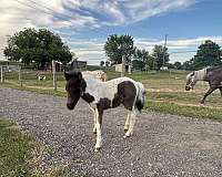 halter-horse