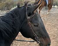 hunter-under-saddle-thoroughbred-horse