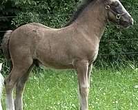 natural-gypsy-vanner-horse