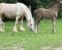 presence-gypsy-vanner-horse