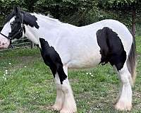 horse-affaire-gypsy-vanner
