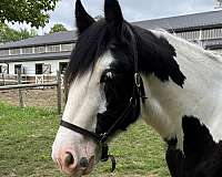 mount-gypsy-vanner-horse