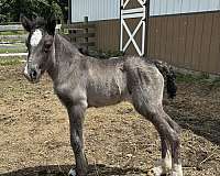 large-pony-gypsy-vanner-horse