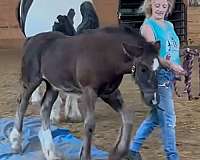 large-pony-gypsy-vanner-horse