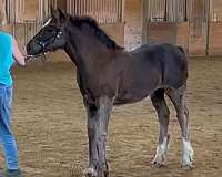 horse-sales-gypsy-vanner