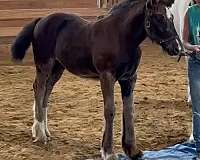 and-temperament-gypsy-vanner-horse