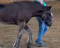 dishy-gypsy-vanner-horse