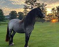 blue-roan-welsh-pony-stallion