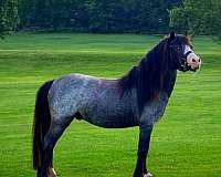 blue-roan-blaze-socks-horse