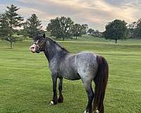 breeding-season-welsh-pony