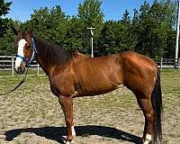 chestnut-blaze-three-white-socks-horse