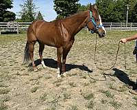 chestnut-quarter-horse-mare