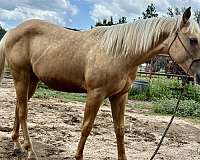 nrbc-nrha-stallion