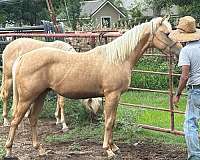 nrbc-nrha-palomino-stallion