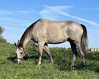 grey-quarter-horse-gelding