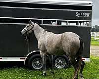 grey-ridden-western-horse