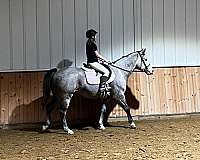 flashy-gelding