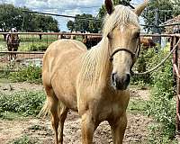 white-star-strip-right-hind-pastern-horse