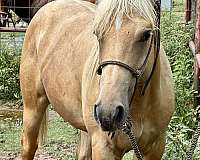 palomino-white-star-strip-right-hind-pastern-horse