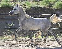 ahr-stallion