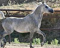 14-hand-arabian-horse