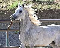 14-hand-stallion