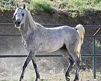 ahr-arabian-stallion