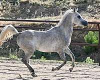 ahr-arabian-horse