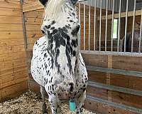 appaloosa-mare-horse