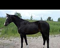 bay-canadian-foal