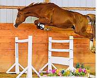 good-pedigree-warmblood-horse