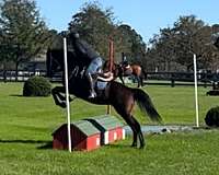 barrel-thoroughbred-pony