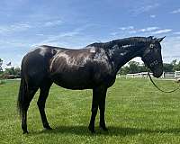 thoroughbred-mare