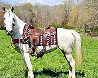 trail-spotted-saddle-horse