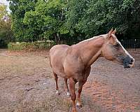 all-around-quarter-horse