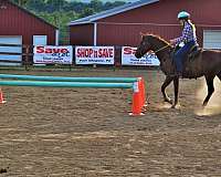 saddled-morgan-horse