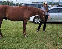 bred-morgan-horse