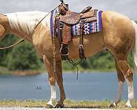 dressage-quarter-pony