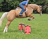 jumping-quarter-pony