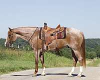 red-roan-quarter-horse-gelding