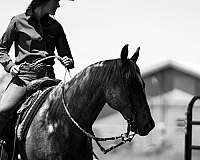 ranch-versatility-quarter-horse