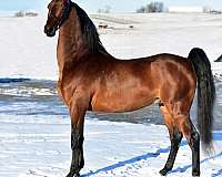 bay-saddlebred-mare