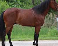 quarter-horse-andalusian