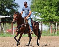 beginner-andalusian-horse