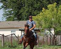 ranch-andalusian-horse
